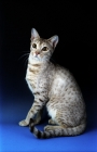 Picture of chocolate and silver ocicat 