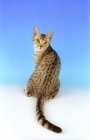 Picture of chocolate and silver spotted ocicat 