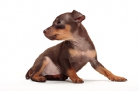 Picture of chocolate and tan Min Pin puppy on white background