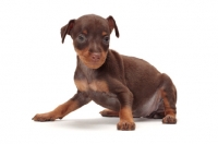 Picture of chocolate and tan Miniature Pinscher puppy in studio