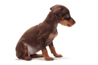 Picture of chocolate and tan Miniature Pinscher puppy, sitting down