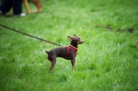 Picture of chocolate and tan miniature pinscher standing in a field on a lead