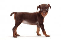 Picture of chocolate and tan Miniature Pinscher puppy