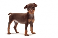 Picture of chocolate and tan Miniature Pinscher puppy