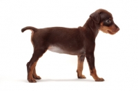 Picture of chocolate and tan Miniature Pinscher puppy, side view