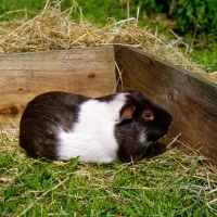 Picture of chocolate and white bi-coloured short-haired guinea pig in pen with hay