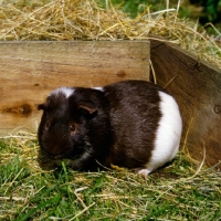 Picture of chocolate and white bi-coloured short-haired guinea pig in pen with hay