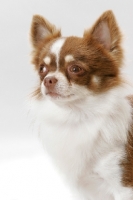 Picture of Chocolate and white champion Longhaired Chihuahua, portrait
