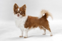 Picture of Chocolate and white champion Longhaired Chihuahua, side view