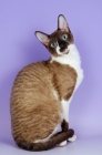 Picture of chocolate and white coloured cornish rex cat