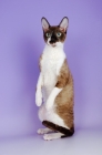 Picture of chocolate and white coloured cornish rex cat, standing on hind legs