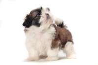Picture of chocolate and white Shih Tzu looking up