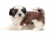 Picture of chocolate and white Shih Tzu puppy, in studio