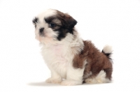 Picture of chocolate and white Shih Tzu puppy