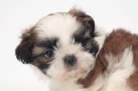 Picture of chocolate and white Shih Tzu puppy portrait