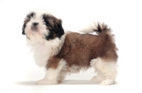 Picture of chocolate and white Shih Tzu puppy standing on white background