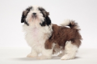 Picture of chocolate and white Shih Tzu puppy, looking at camera