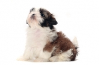 Picture of chocolate and white Shih Tzu puppy, sitting down