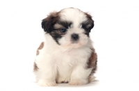 Picture of chocolate and white Shih Tzu puppy, front view
