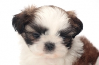 Picture of chocolate and white Shih Tzu puppy, portrait