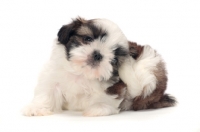 Picture of chocolate and white Shih Tzu puppy, scartching