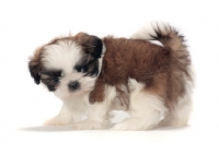 Picture of chocolate and white Shih Tzu puppy