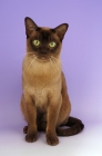 Picture of chocolate burmese cat looking at camera