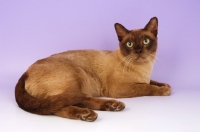 Picture of chocolate burmese cat lying down