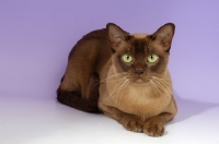 Picture of chocolate burmese cat lying down on purple background