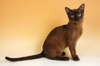 Picture of chocolate burmese cat sitting on beige background