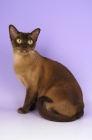 Picture of chocolate burmese cat sitting on purple background