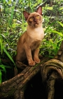 Picture of chocolate Burmese walking on branch