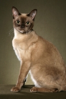 Picture of chocolate Burmese