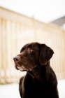 Picture of chocolate coloured labrador