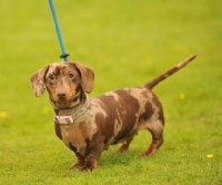 Picture of chocolate dapple dachshund