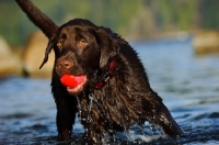 Picture of Chocolate Lab in the water with ball in mouth.