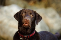 Picture of Chocolate Lab looking at camera.