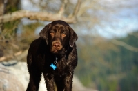 Picture of Chocolate Lab looking at the camera.