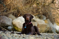Picture of Chocolate Lab lying on shore with rocks as background.