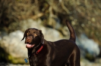 Picture of Chocolate Lab on shore.