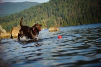 Picture of Chocolate Lab retrieving ball in water.