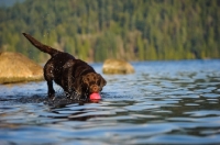 Picture of Chocolate Lab retrieving ball in water.