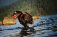 Picture of Chocolate Lab retrieving ball in water.