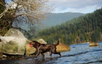 Picture of Chocolate Lab retrieving ball in water.