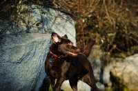 Picture of Chocolate Lab running by rocks.