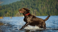 Picture of Chocolate Lab running in water onto shore.