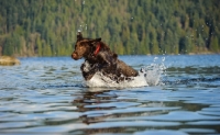 Picture of Chocolate Lab running in water with trees in the background.