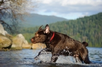 Picture of Chocolate Lab running in water with hills and clouds in the background.