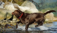 Picture of Chocolate Lab running on shore.