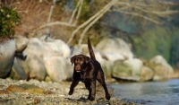 Picture of Chocolate Lab running on shore.